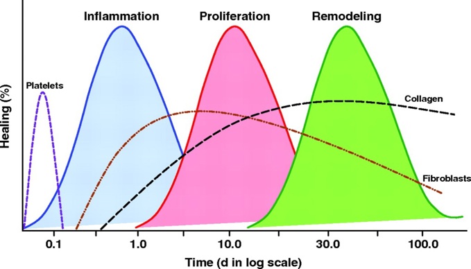 Graph of the stages of healing